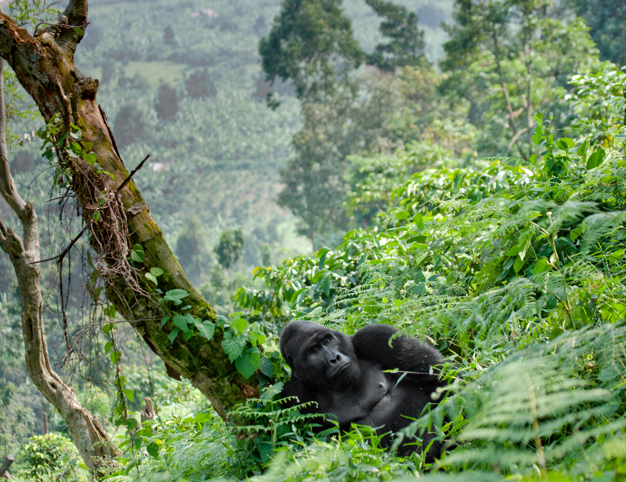 Image for Exploring the Enchanting Bwindi Impenetrable Forest in Uganda