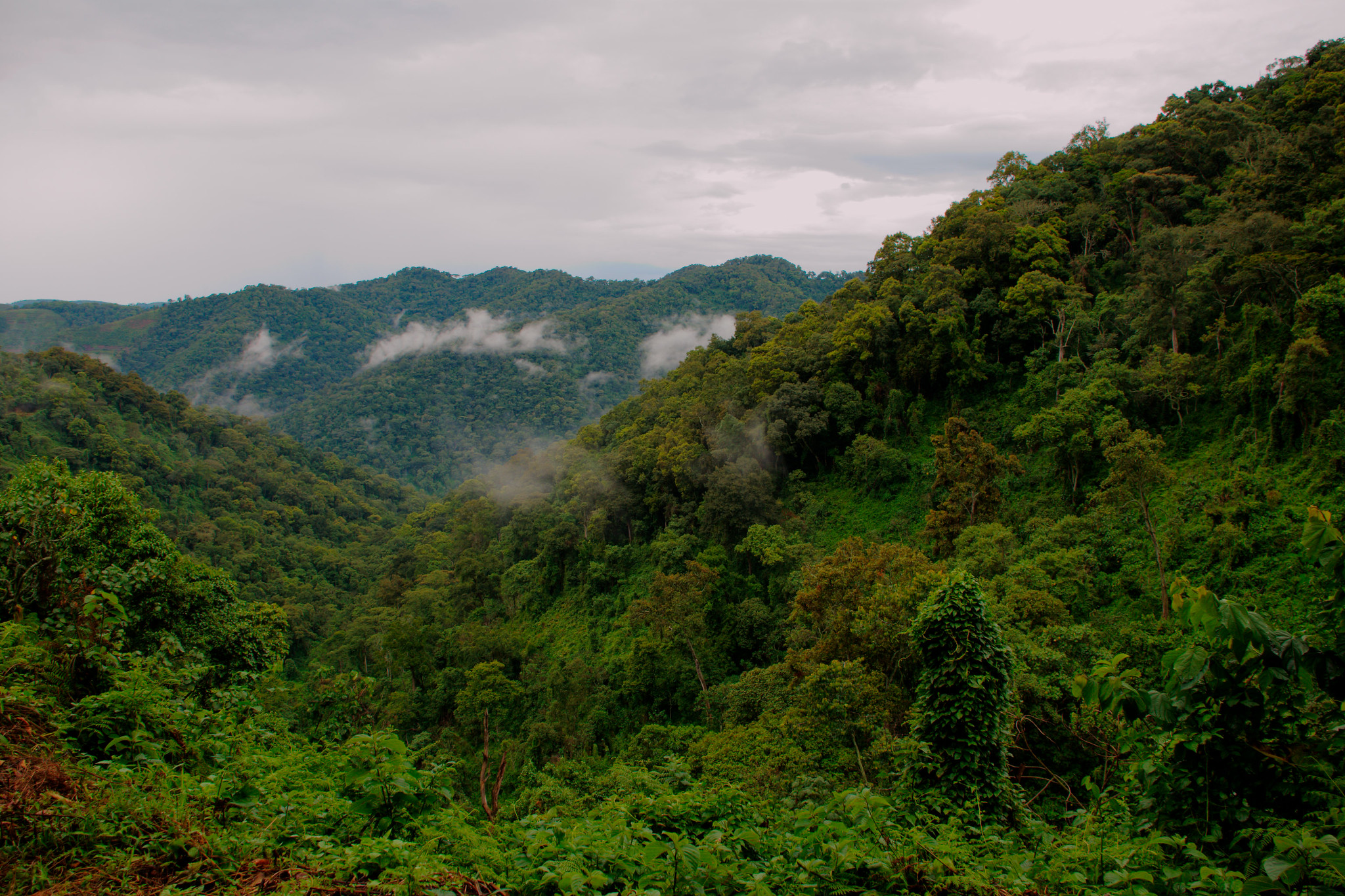 Image for Exploring the Enchanting Bwindi Impenetrable Forest in Uganda
