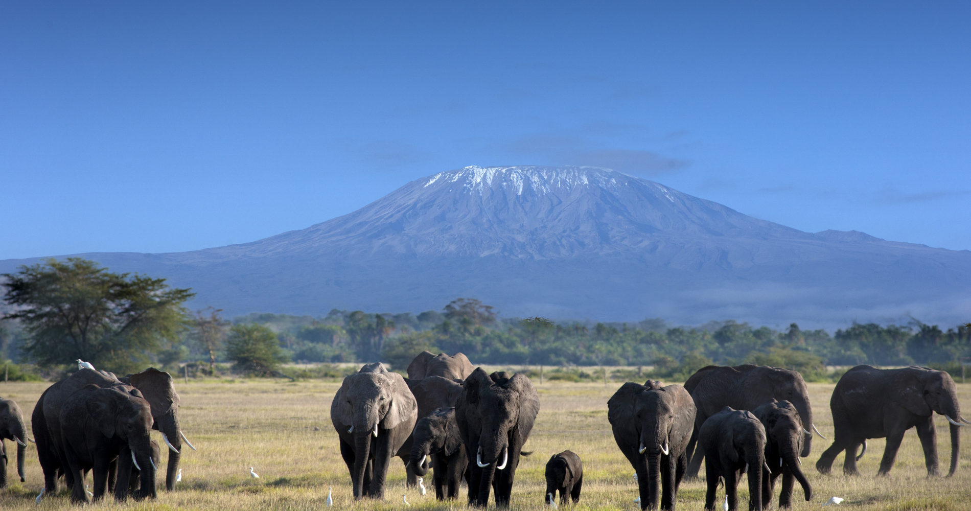 Image for Mount Kilimanjaro: The Roof of Africa
