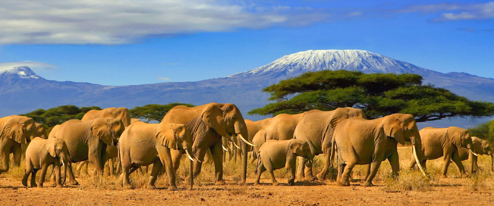 Image for Mount Kilimanjaro: The Roof of Africa
