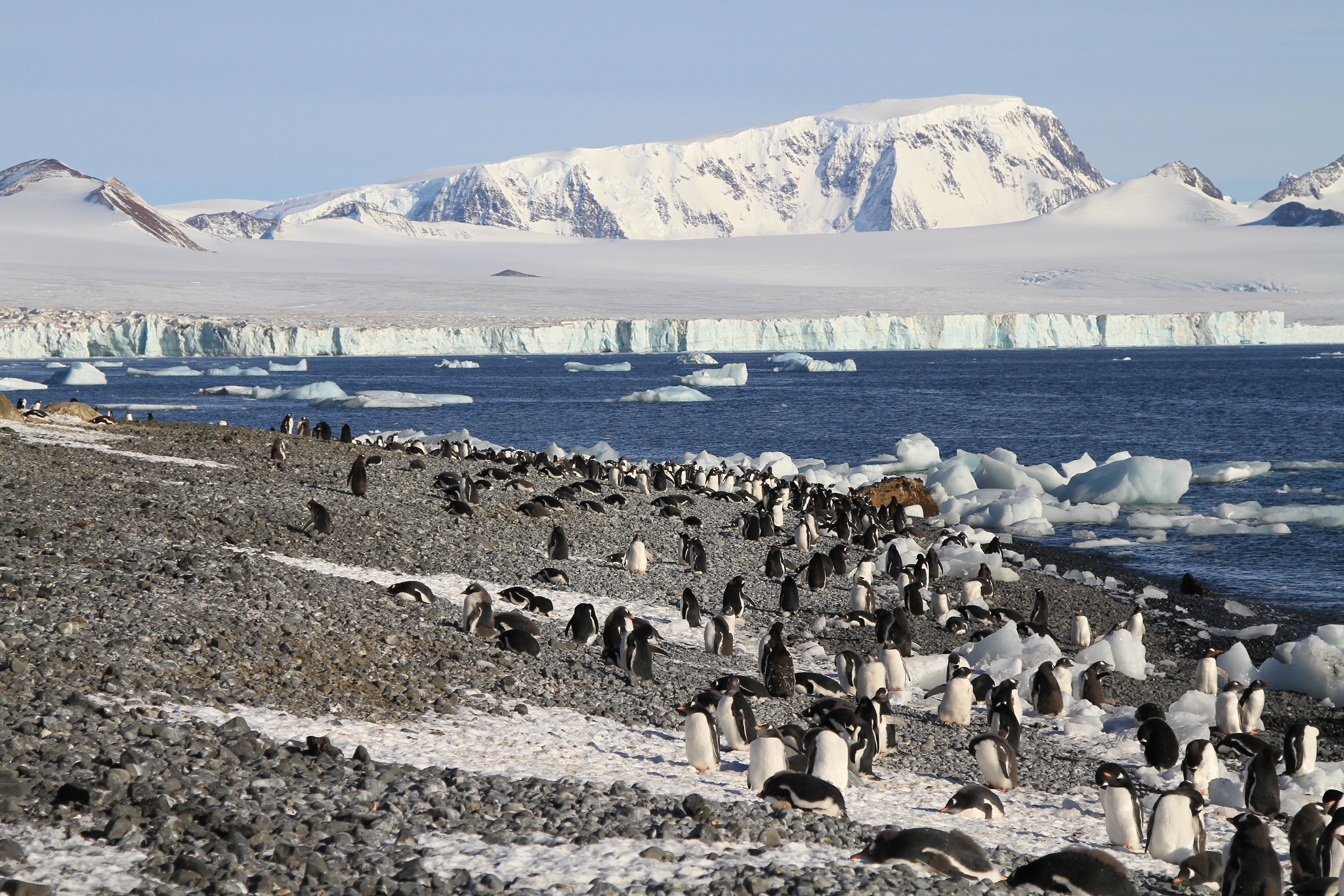 Image for Exploring the Wonders of Brown Bluff in Antarctica