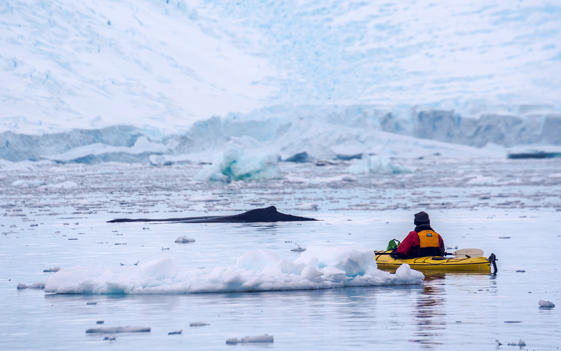 Image for Neko Harbour: Exploring the Wonders of Antarctica