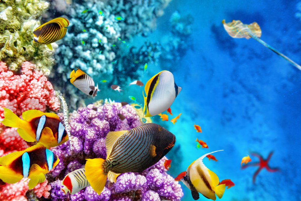Image for The Great Barrier Reef: A Marine Wonder
