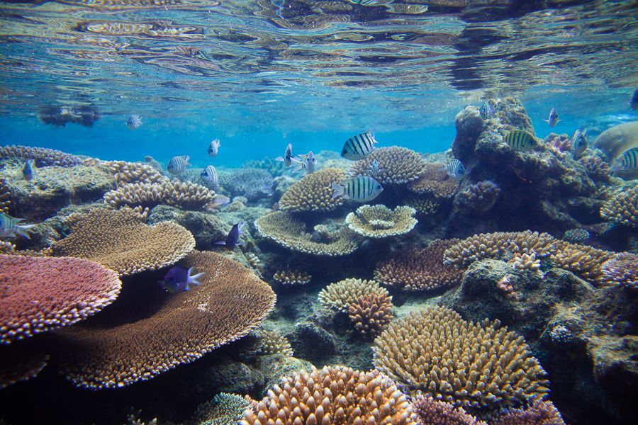 Image for The Great Barrier Reef: A Marine Wonder
