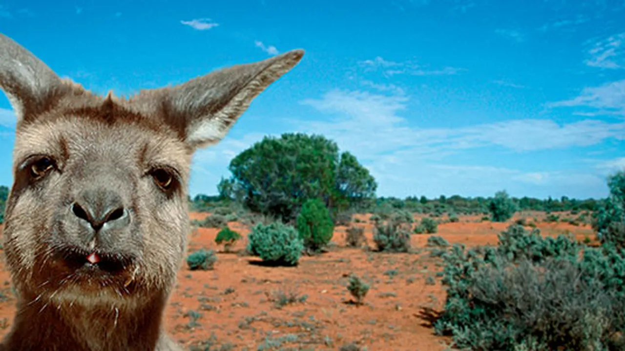 Image for Kangaroo Island: Australia's Natural Treasure
