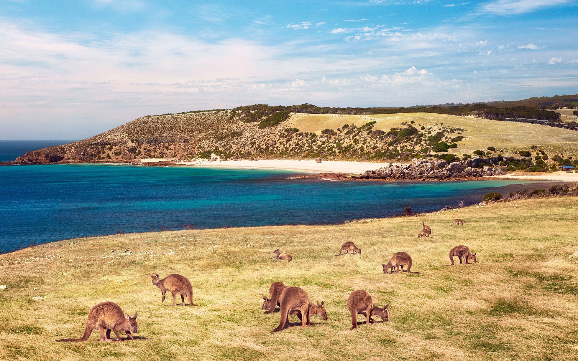 Image for Kangaroo Island: Australia's Natural Treasure